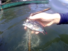 Cichlid photo 2