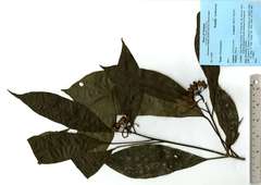 Dendropanax