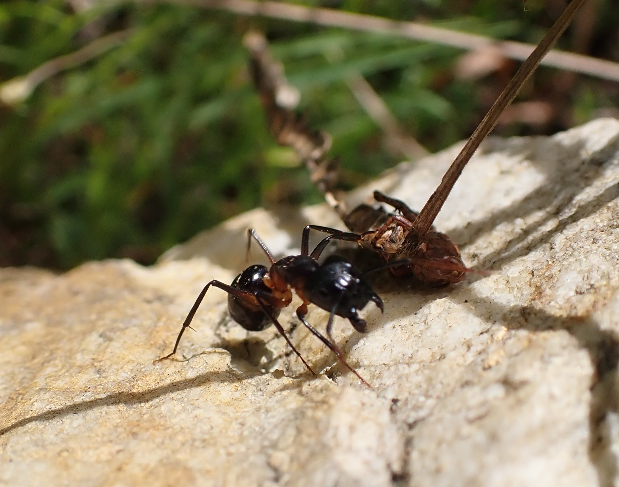 Camponotus knysnae