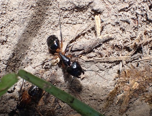 Camponotus knysnaeCamponotus knysnae