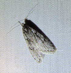 Semioscopis megamicrella