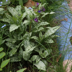 Pulmonaria saccharata