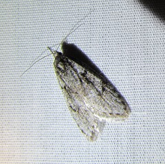 Semioscopis megamicrella