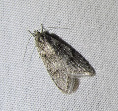 Semioscopis megamicrella
