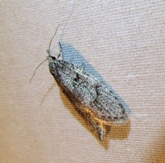Semioscopis megamicrella