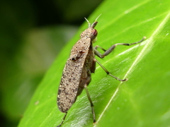Euthycera cribrata