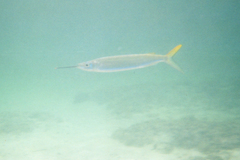 Hemiramphus brasiliensis
