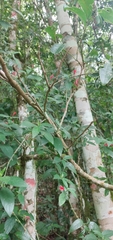 Ruellia angustiflora