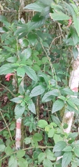 Ruellia angustiflora