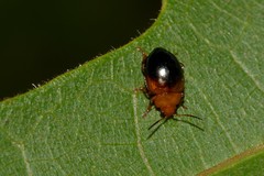 Nisotra bicolorata