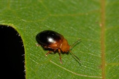 Nisotra bicolorata