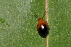 Nisotra bicolorata
