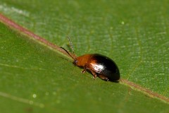 Nisotra bicolorata