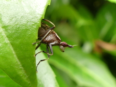 Euthycera cribrata