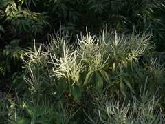 Colebrookea oppositifolia