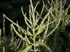 Colebrookea oppositifolia