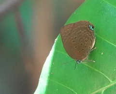 Arhopala major
