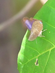 Arhopala major