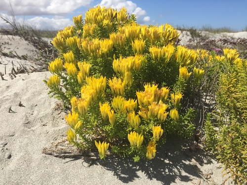 Beach Gumbush