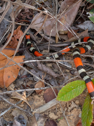 Caatinga Coralsnake