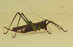 Venatorellus viridipedes