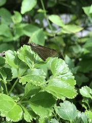 Pelopidas mathias mathias