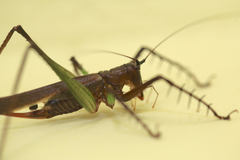 Venatorellus viridipedes