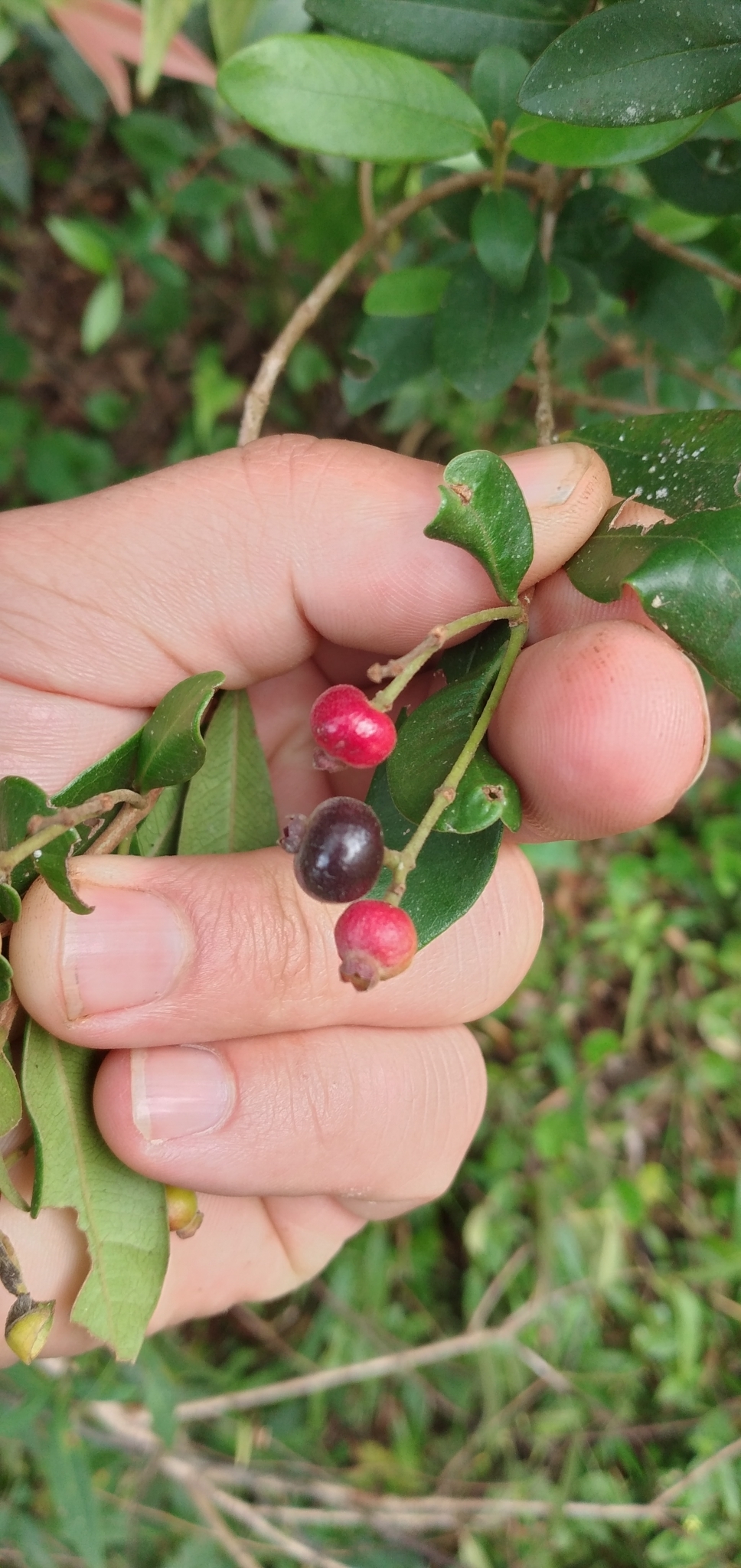 Myrcia palustris