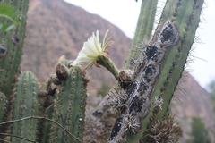Trichocereus schoenii