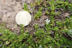 Wahlenbergia peruviana