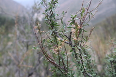 Mulguraea arequipensis