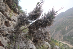 Tillandsia capillaris