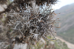 Tillandsia capillaris