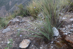 Sisyrinchium rigidifolium