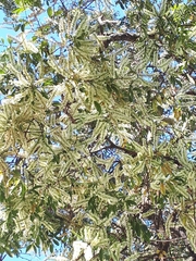 Vochysiaceae