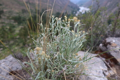 Achyrocline ramosissima