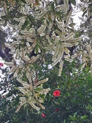 Vochysiaceae