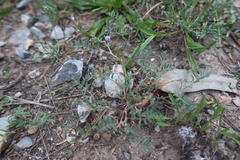 Astragalus micranthellus