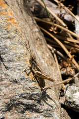 Chorthippus kazdaghensis