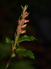 Goodyera