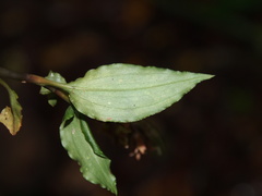 Goodyera