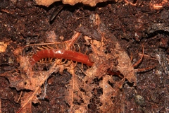 Scolopocryptops spinicaudus