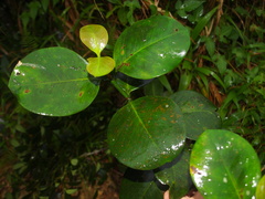 Garcinia