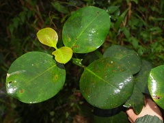 Garcinia