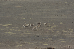 Procapra picticaudata