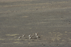 Procapra picticaudata