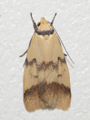 Heteroteucha anthodora