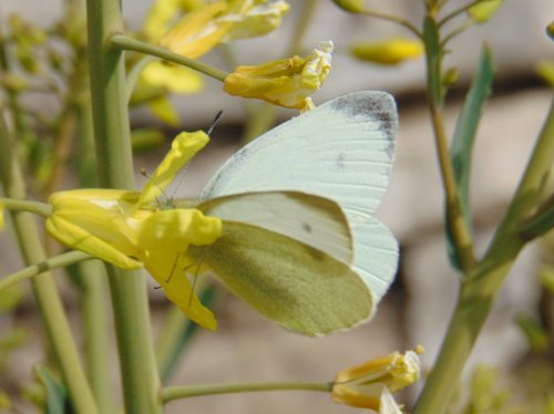 mlynárik Mannov (Pieris mannii)