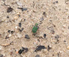 Cicindela