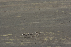 Procapra picticaudata